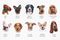 iPhone Case - Custom Printed - Dog and Name